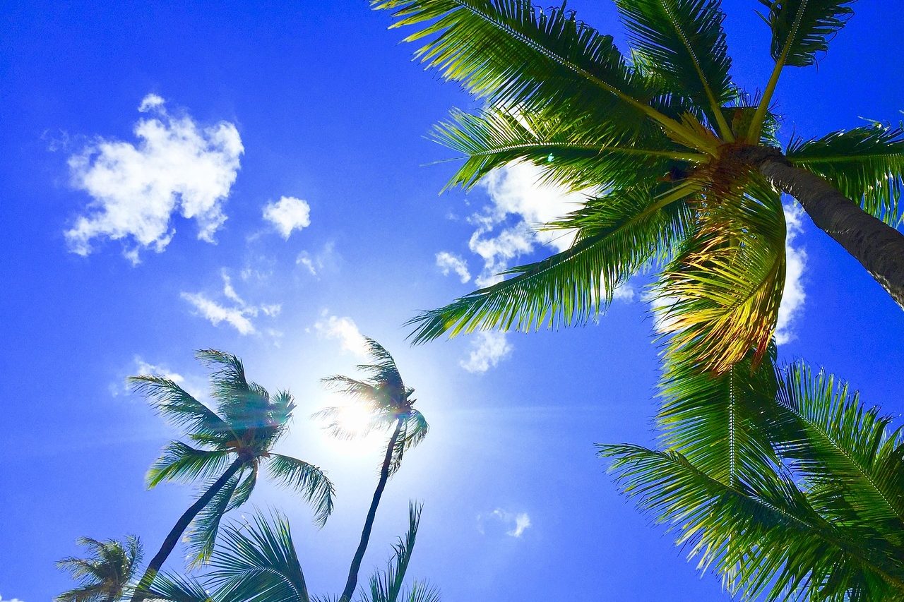 hawaii, aloha, palmtree-2700190.jpg
